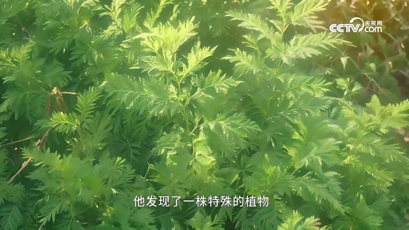 黄果ai短剧：中国神话·尝百草央视网节目缩略图